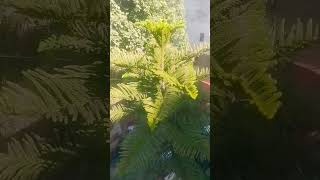 gardening christmastree msc bsc shortnotes botanyclasses nature Araucaria columnaris [upl. by Hgielah]