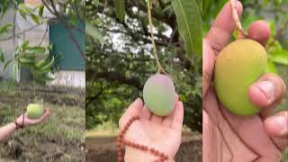 World Famous Dahiyar Mango 🥭😱🔥इस आम की खेती से करोड़ों की कमाई  Mughal Era Mango Variety Bhopal [upl. by Phillipe]