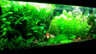 Setting up your first Planted Aquarium Part 2 Substrate amp Fertilizers [upl. by Katrinka]