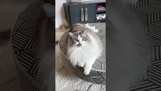 Cat Enrichment Challenge Hallway Exploration ragdolls catenrichment cutecat [upl. by Stroup]