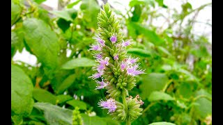 What is Patchouli Herb Essential Oil  Medicinal Uses amp Benefits  Narration [upl. by Llehcsreh]