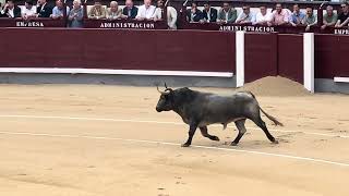 Salida 1º toro de ADOLFO MARTÍN quotPECADORquot  6junio2024  Las Ventas [upl. by Orva]