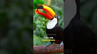 Toucan  One Of The Most Unique Birds On Earth [upl. by Kreegar410]