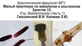 Малый практикум 12 занятие Отдел Basidiomycota часть 1 [upl. by Eelyak141]