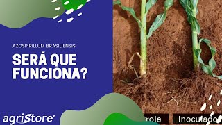 Tudo o que você precisa saber sobre Azospirillum brasiliensis [upl. by Engelhart]