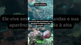 O peixe gota  Fatos curiosos [upl. by Yirinec]