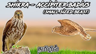 Shikra  Accipiter Badius  வைரி  BirdOfPrey Tamil [upl. by Zsamot228]