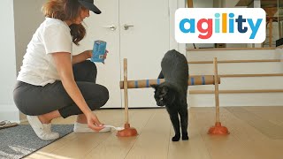 Intro to Cat Agility Training [upl. by Kokoruda]