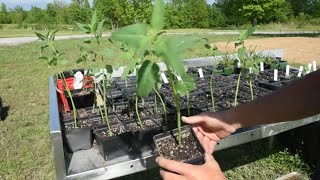 How to propagate bee balm  Bergamot Monarda  Its easier than you think [upl. by Recor]