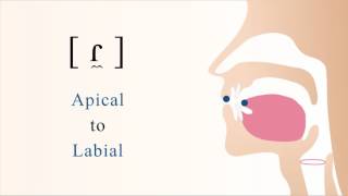 ɾ̼  voiced apical labial tap [upl. by Aissila689]