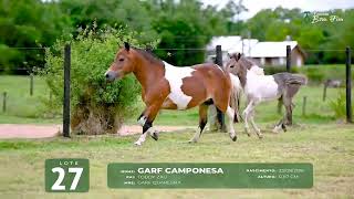 Lote 27 GARF CAMPONESA [upl. by Essy793]