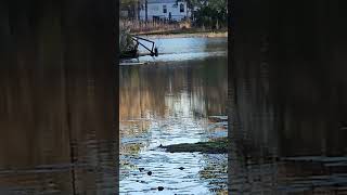 Beautiful pond South Carolina bufflehead birdspotting nature carolinas animals [upl. by Eanwahs]