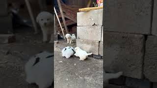 Little Dog fight fight dogloversfeed cutedogpuppyytvideopets animals cute ytvideo ytshort [upl. by Gwenore]