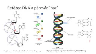 Molekulární genetika I  DNA a replikace [upl. by Galven]