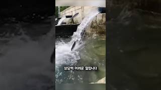 배수로를 거술러 올라간 연어 🐟 [upl. by Adnol763]