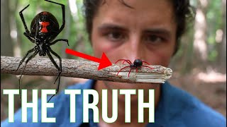 The Black Widow Spider Everything You Need To Know [upl. by Alister133]