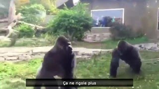 ► Violent combat de gorilles dans un zoo [upl. by Ecerehs739]