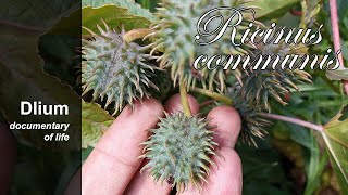 Ricinus Ricinus communis [upl. by Tillfourd]