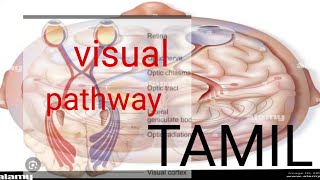 visual pathway  physiology in tamil physiotamil physiology [upl. by Utir748]