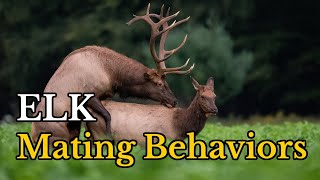 Surprising Facts About Elk Mating Behaviors  Elks Real Mating Footages [upl. by Lenny]