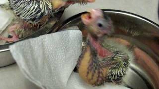 Handfeeding Cockatiel Babies [upl. by Octavie]