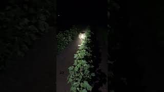 LION 🦁 IN OKRA FORM AT NIGHT 😱😱 [upl. by Kinson]