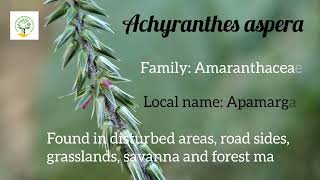 Achyranthes aspera medicinalplant aprf [upl. by Jeri]