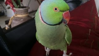 Coco the Talking Indian Ringneck Parakeet Parrot Talking Kissing and being Cute [upl. by Kendell]