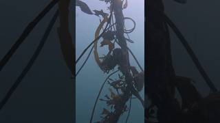 November donut dive at the keystone jetty in Coupeville Washington scubadiving underwater gopro [upl. by Bili]