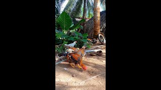 This is my second chicken raising area youtubeshort [upl. by Oguh228]