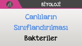 Canlıların Sınıflandırılması  Bakteriler [upl. by Ahsekyt]