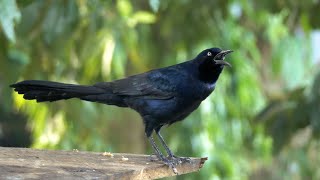 Different Calls of the Greattailed Grackle [upl. by Lawlor]