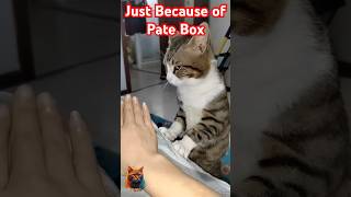 Just Because of Pate Box cat cute animals [upl. by Katerine]