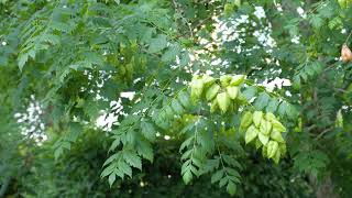 Koelreuteria paniculata  Goldenrain Tree Varnish Tree [upl. by Llerrod]