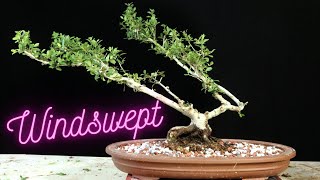 Ilex Schillings Bonsai Repotted Windswept style [upl. by Saisoj432]