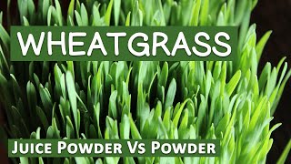 Wheatgrass Powder Vs Wheatgrass Juice Powder Explained [upl. by Nnylrebma773]