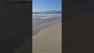 Santa monica beach walk Tuesday beach walk [upl. by Adnamor]