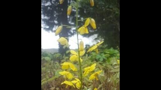 How to prune epimedium [upl. by Nihahs]