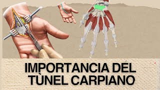 EP3 LÌMITES CONTENIDO E IMPORTANCIA DEL TÙNEL CARPIANO [upl. by Aniles]