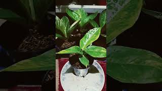 Anthurium Hukeri Varigata [upl. by Still]