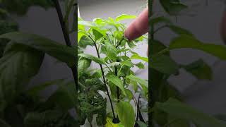 Aerogarden indoor garden 🪴 tomatoes basil thaibasil dill [upl. by Filmer757]