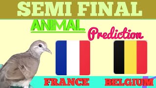 Prediksi BELGIA vs PERANCIS Bersama Burung Perkutut  Semi final World Cup  Animal Prediction [upl. by Saucy]