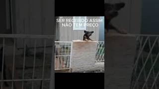 ESPERANDO SEMPRE ASSIM adestramentos adestrar pets puppy funny animals adestradordecachorro [upl. by Annoynek]