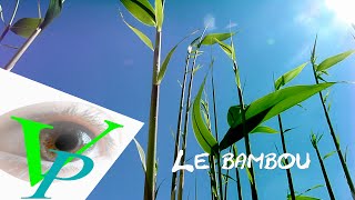 Le vent et le bambou [upl. by Regor]