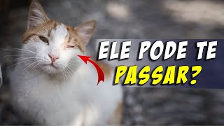 ➡️ Sarna NotoédricaEscabiose felina vias de transmissão sinais clínicos diagnóstico [upl. by Kellyn85]