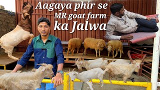 MR goat farm ka jalwa aaj bhi kuch khaas offer wale bakre available hai  sanen boer amp huntle female [upl. by Dearden]