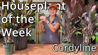 Cordyline  Houseplant of the week [upl. by Ribaj]