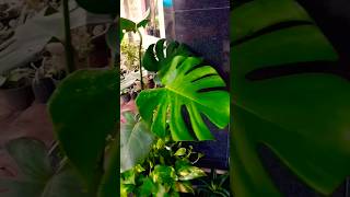 🌿☘️🍀plants monsteraplant selloum Alocasia shortvideo support indoorplants plants gardenplant [upl. by Uzzial]