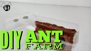 Home made ant farm ants antkeeper antfarm [upl. by Seuqram]