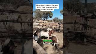 How South African Farmers Feed Their Livestock During Winter semanhyiafarms farminginafrica [upl. by Nicki]